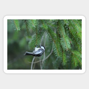 Chickadee & pine branches Sticker